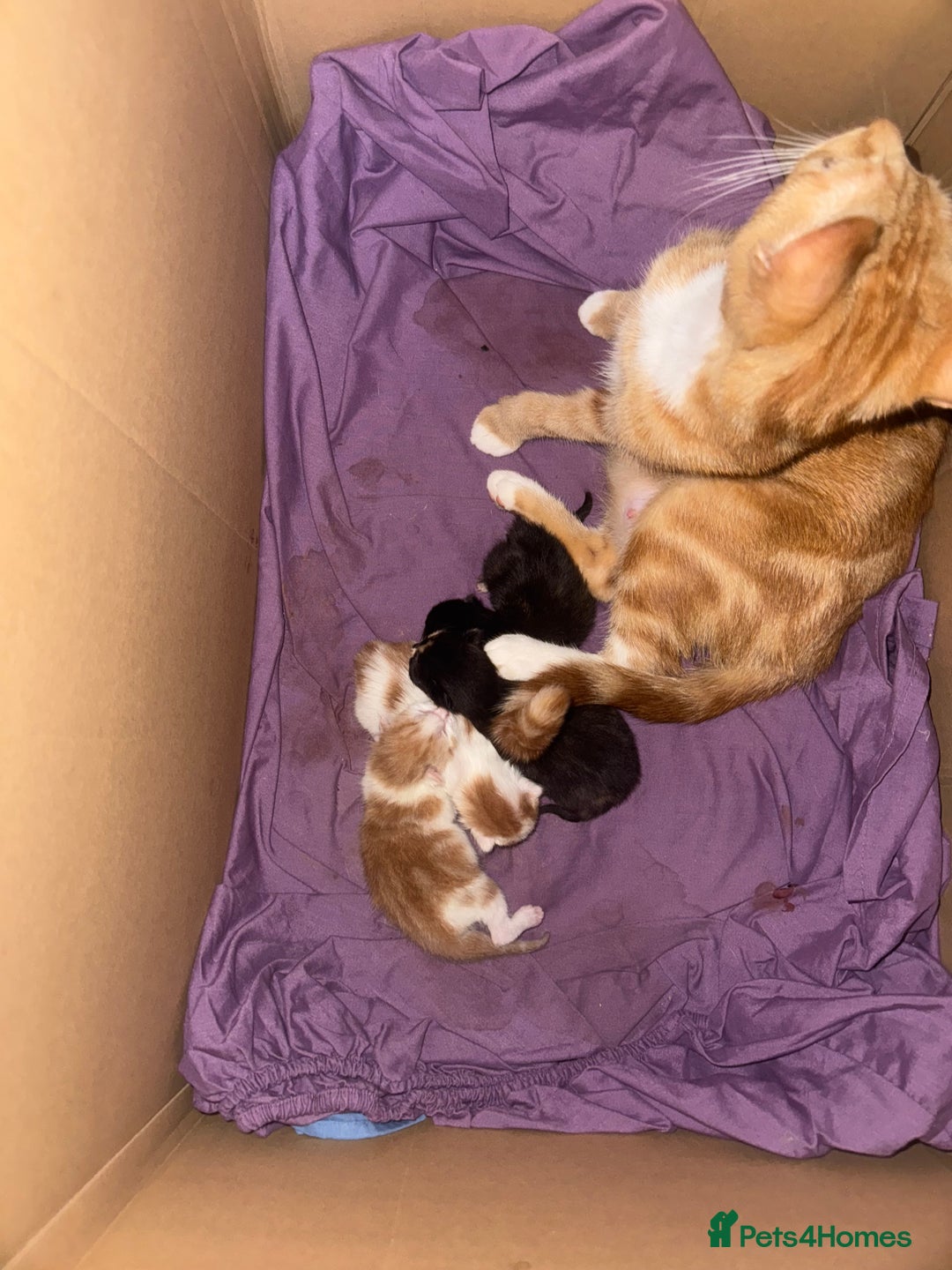 Domestic Shorthair cats for sale: Beautiful kittens - Image 1