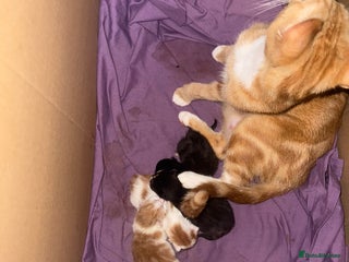 Domestic Shorthair cats for sale - Advert 1