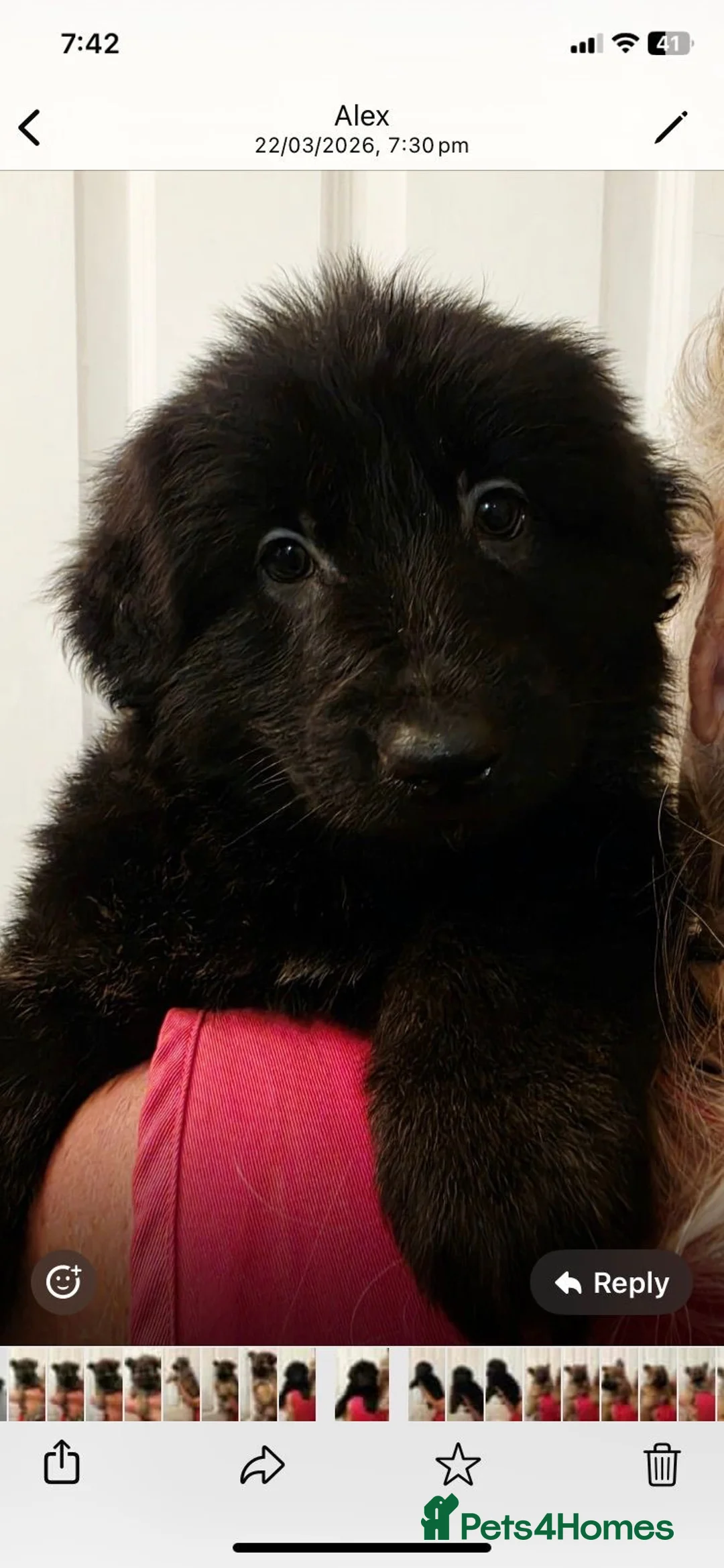 German Shepherd dogs for sale: Stunning German Shepherd puppies in Wellingborough - Advert 2