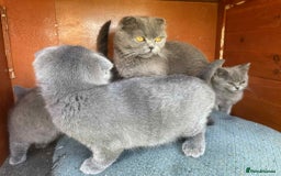 Scottish Fold cats for sale: Scottish fold kittens for sale - Image 21