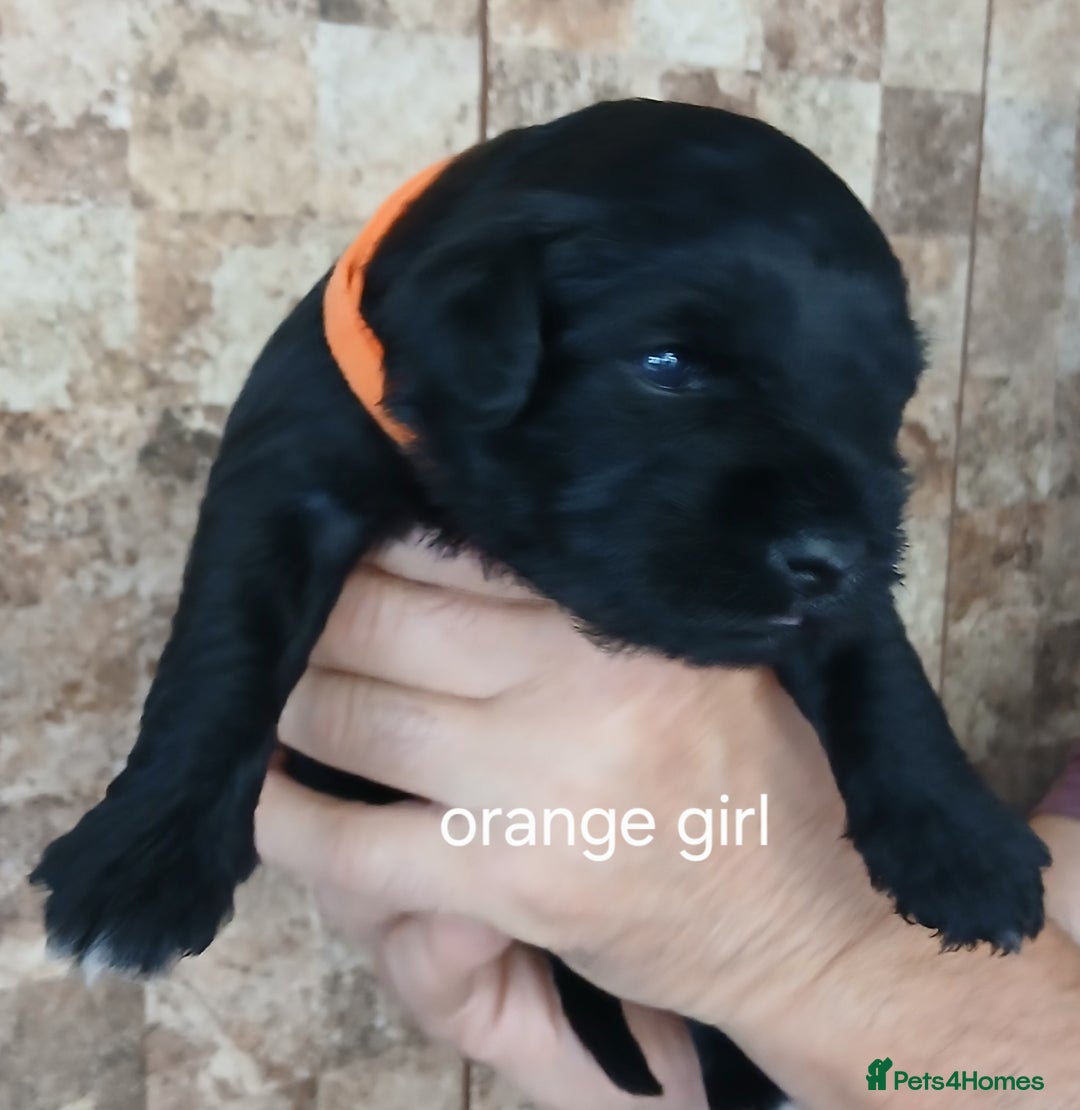 Miniature Schnauzer dogs for sale: Beautiful miniature shnauzers  - Image 16
