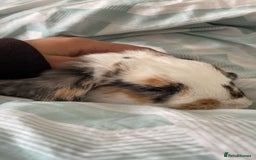 English Spot rabbits for sale: Friendly rabbit for sale  - Image 1