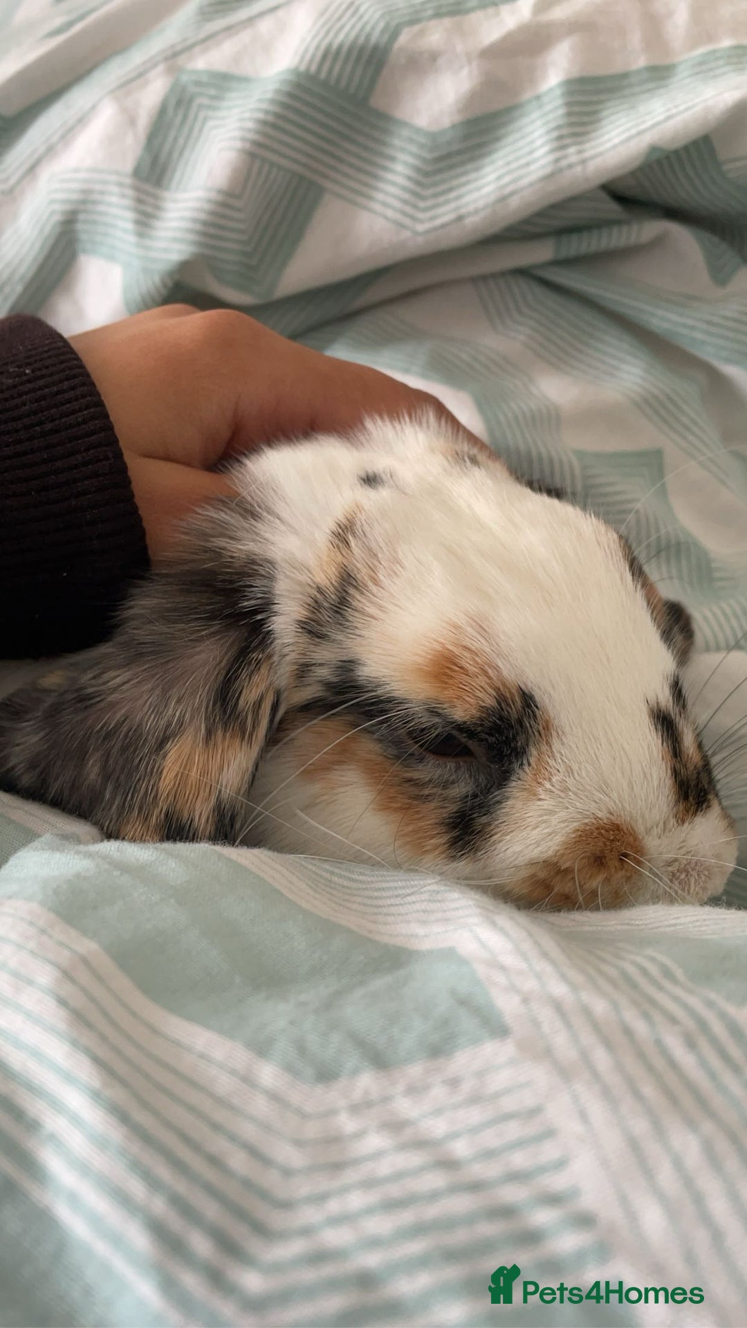 English Spot rabbits for sale: Friendly rabbit for sale  - Image 1