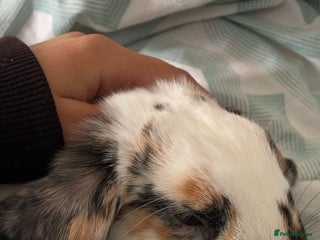 English Spot rabbits - Advert 3