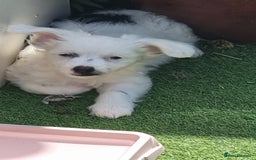 Chinese Crested dogs for sale: 5 beautiful Chinese crested puffs 3 girls 2 boys - Image 5