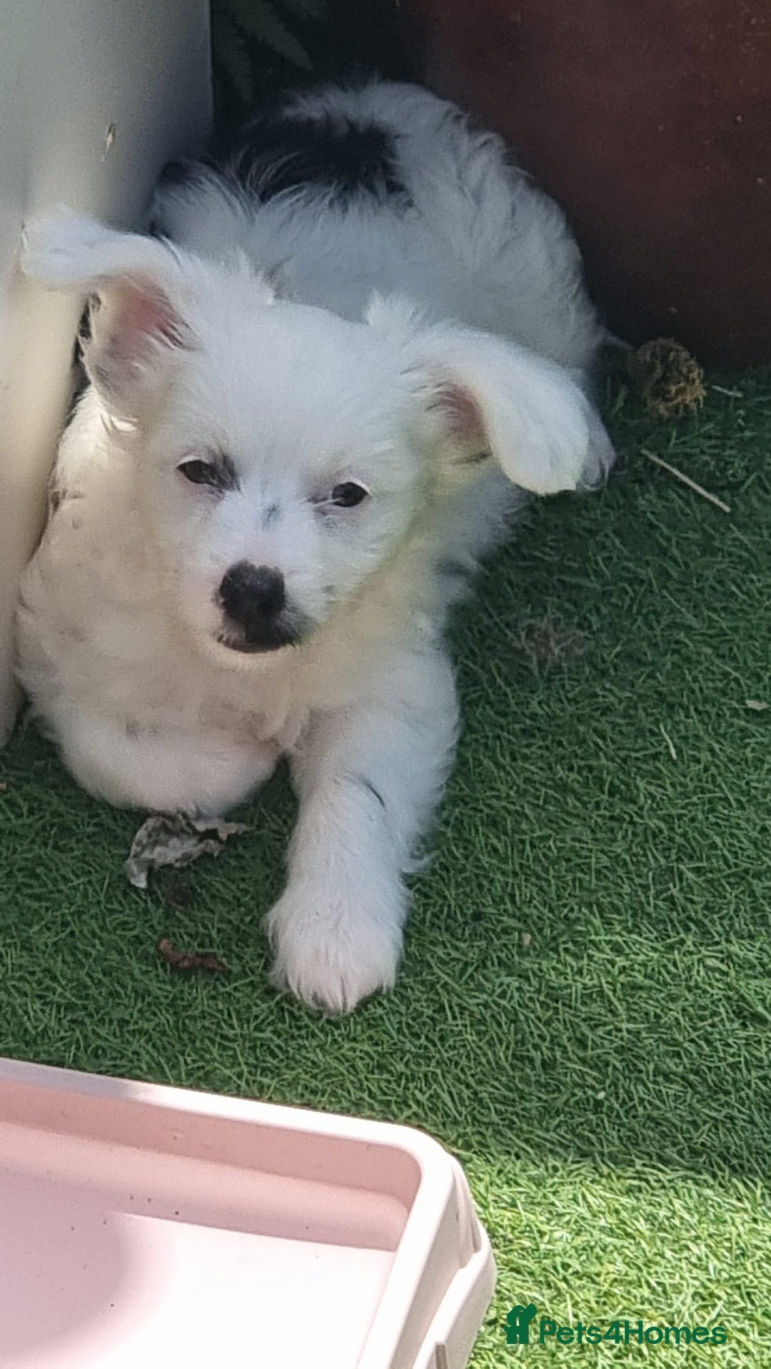 Chinese Crested dogs for sale: 5 beautiful Chinese crested puffs 3 girls 2 boys - Image 5
