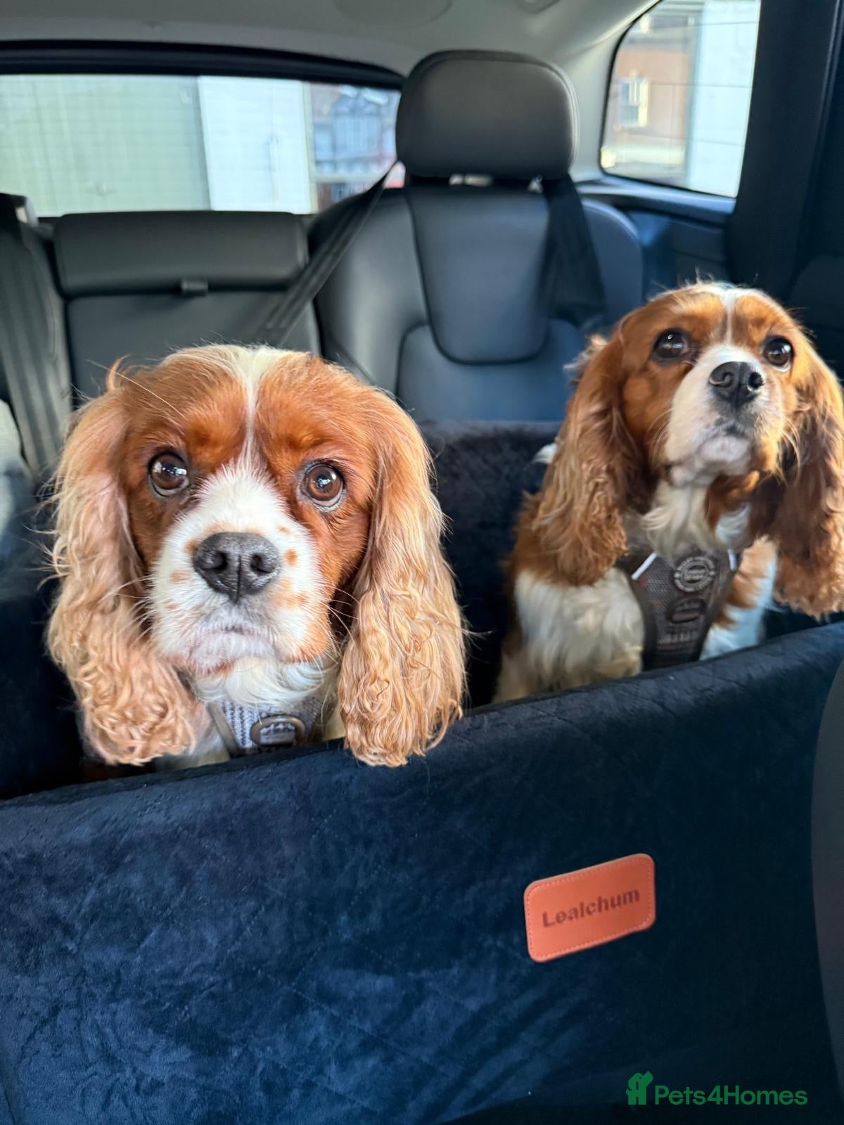 Cavalier King Charles Spaniel dogs Two Sisters looking for a home  - Advert 1