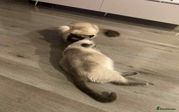 Ragdoll cats for sale: 2 Ragdoll Kittens left 🐾🤍 READY TO LEAVE NOW! - Image 9