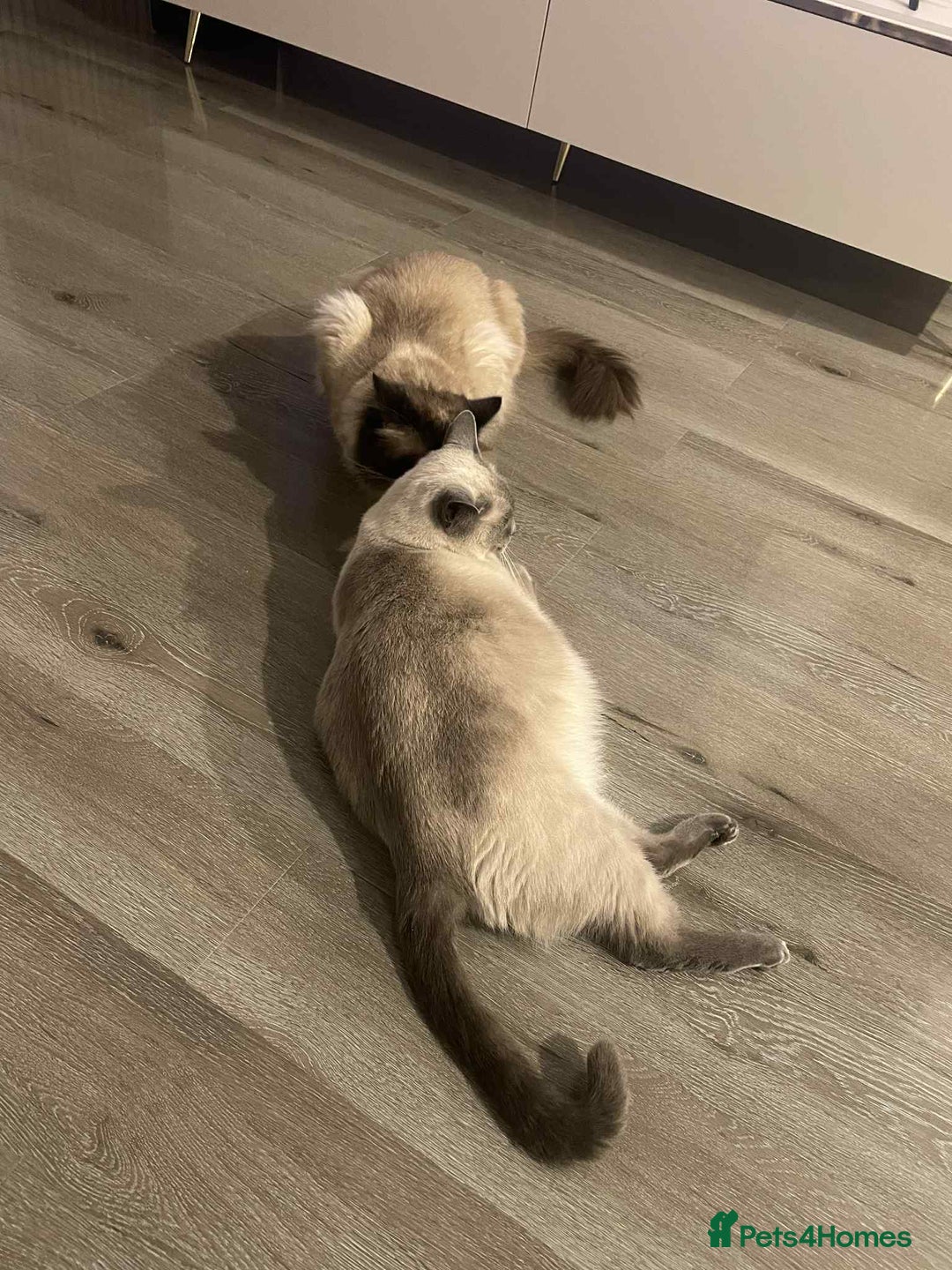 Ragdoll cats for sale: 2 Ragdoll Kittens left 🐾🤍 READY TO LEAVE NOW! - Image 9