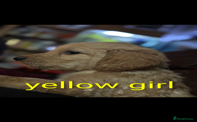 Goldendoodle dogs - Advert 2