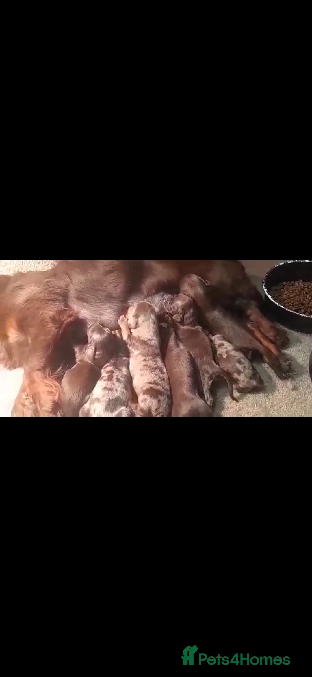 Miniature Dachshund dogs for stud: Chocolate tweed dapple mini daxy VERY EXPERIENCED in Bolton - Advert 10