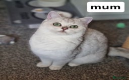 British Shorthair cats for sale: Beautiful British short haired males  - Image 9
