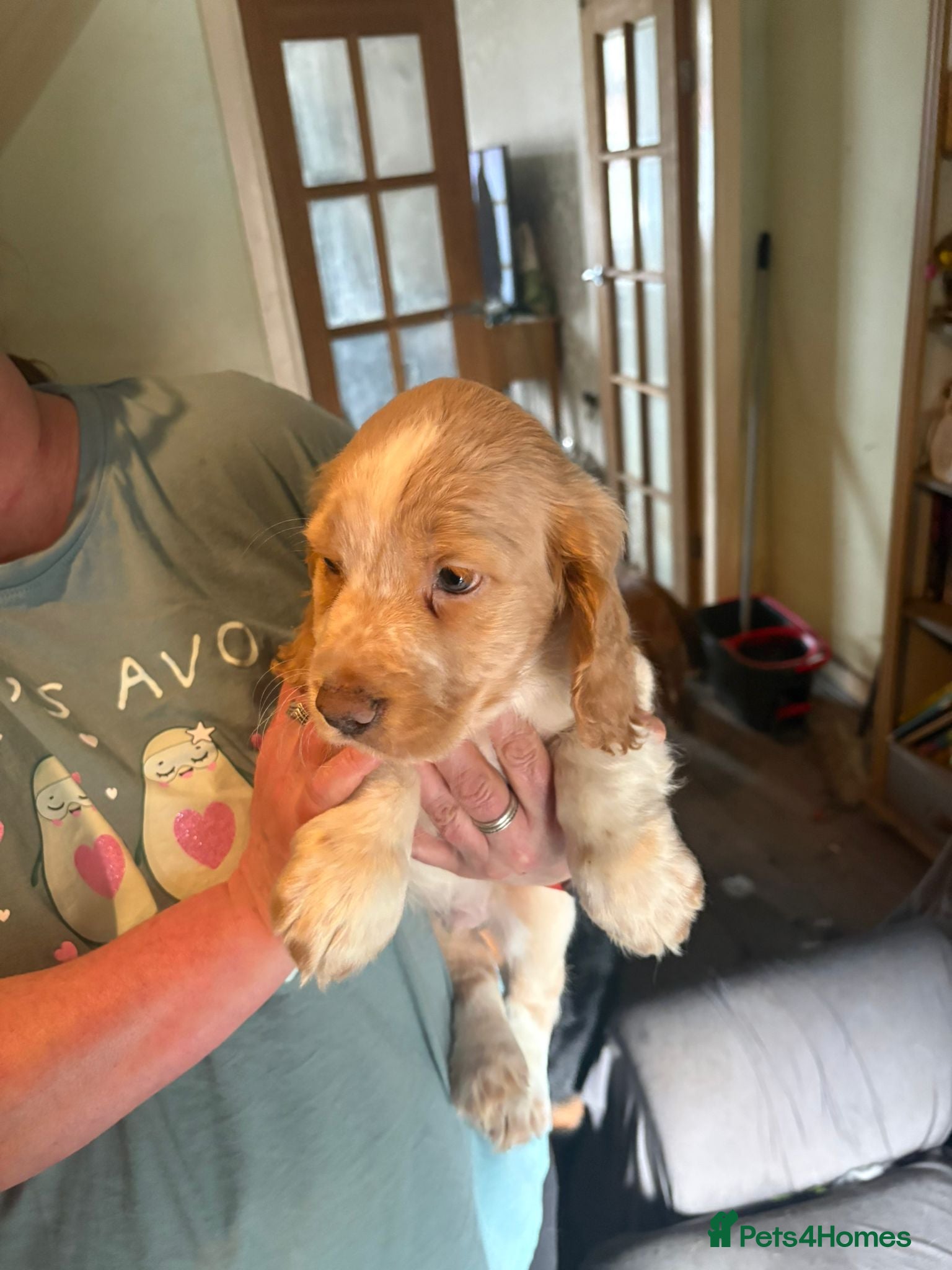 Mixed Breed dogs Cocker spaniel cross cocker/Australian shepherd  - Advert 2