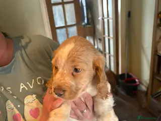 Mixed Breed dogs Cocker spaniel cross cocker/Australian shepherd - Advert 2