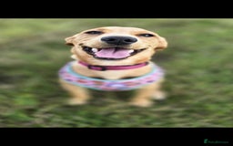 Cockerdor dogs for sale: Shelly may cockerdor  - Image 1