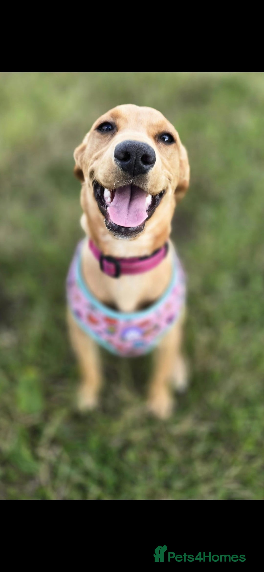 Cockerdor dogs for sale: Shelly may cockerdor  - Image 1