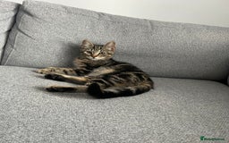 British Shorthair cats for sale: 🐾15 Weeks Old -British Shorthair Mix Kittens 🐾 - Image 1