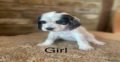 Cocker Spaniel dogs - Advert 9