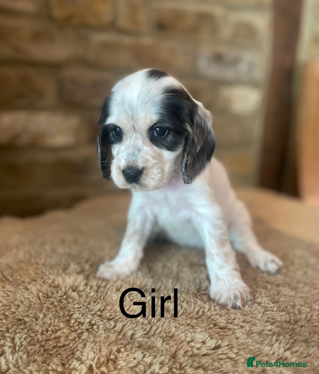 Cocker Spaniel dogs for sale: KC Registered Show Cocker Spaniel Puppies  - Image 2