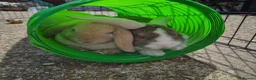 Mini Lop rabbits for sale: Gorgeous mini lop kits ready for new homes - Advert 13