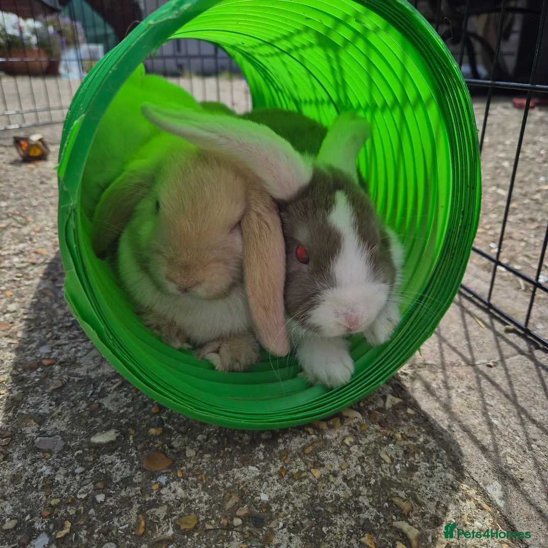 Mini Lop rabbits for sale: Gorgeous mini lop kits ready for new homes - Advert 11