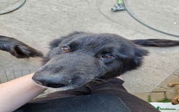 Mixed Breed dogs for sale: marshall  - Image 1