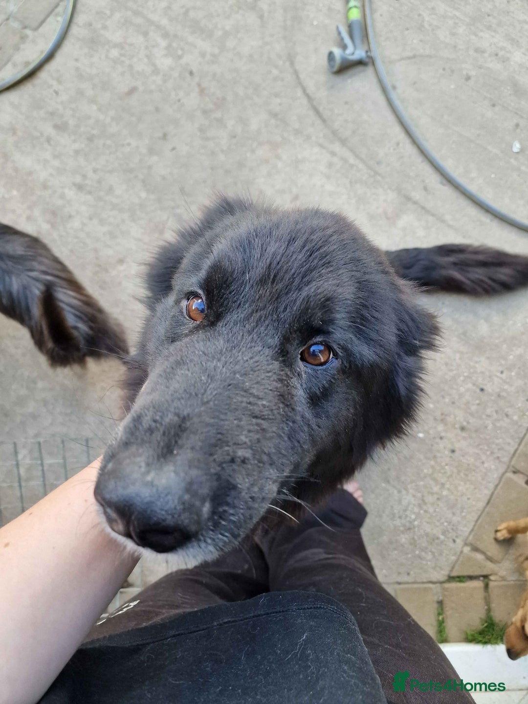 Mixed Breed dogs for sale: marshall  - Image 1