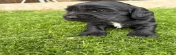 Cocker Spaniel dogs for sale: 4 showtype cocker spaniel puppies - Advert 5