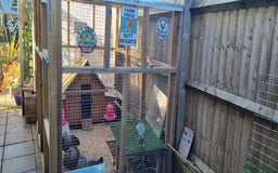 Chickens poultry for sale: Grey Silver Dorkings  - Image 3