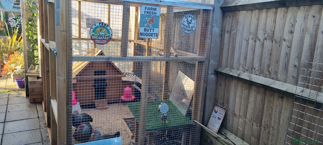 Chickens poultry for sale: Grey Silver Dorkings  - Image 3