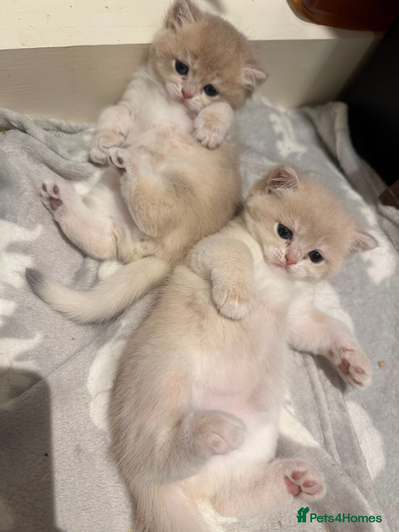 British Shorthair cats The Tik Tok Party kittens  - Advert 1