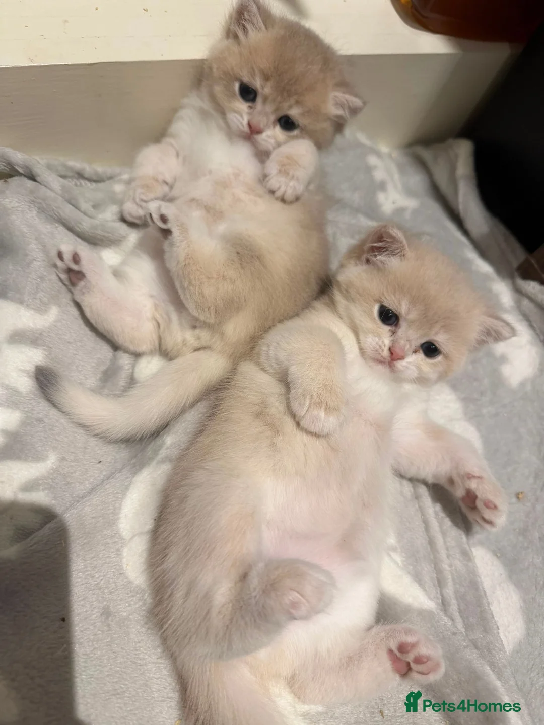 British Shorthair cats for sale: The Tik Tok Party kittens  - Advert 1