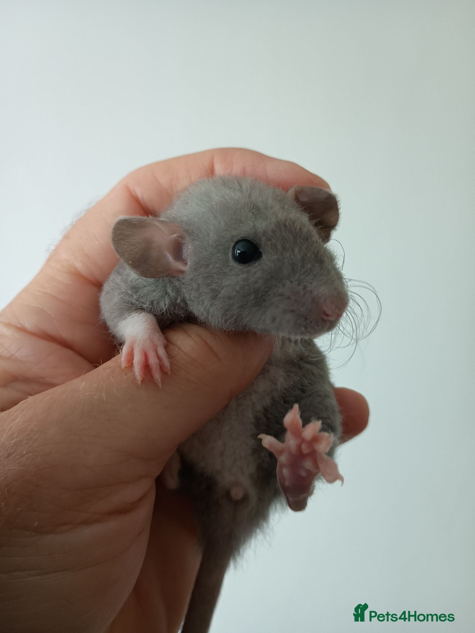 Rat rodents 9 Curly coat rat babies. Very friendly  - Advert 11