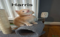 Maine Coon cats for sale: Gorgeous maine coon kittens - Image 8