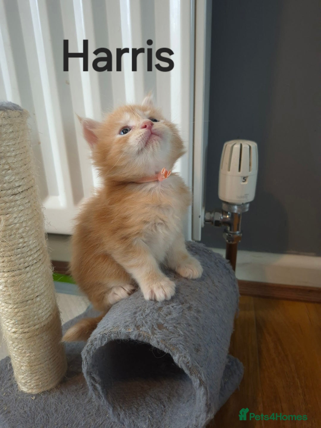 Maine Coon cats for sale: Gorgeous maine coon kittens - Image 8