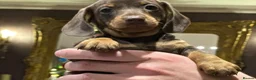 Miniature Dachshund dogs for sale: Superb Quality babies in Sleaford - Advert 7