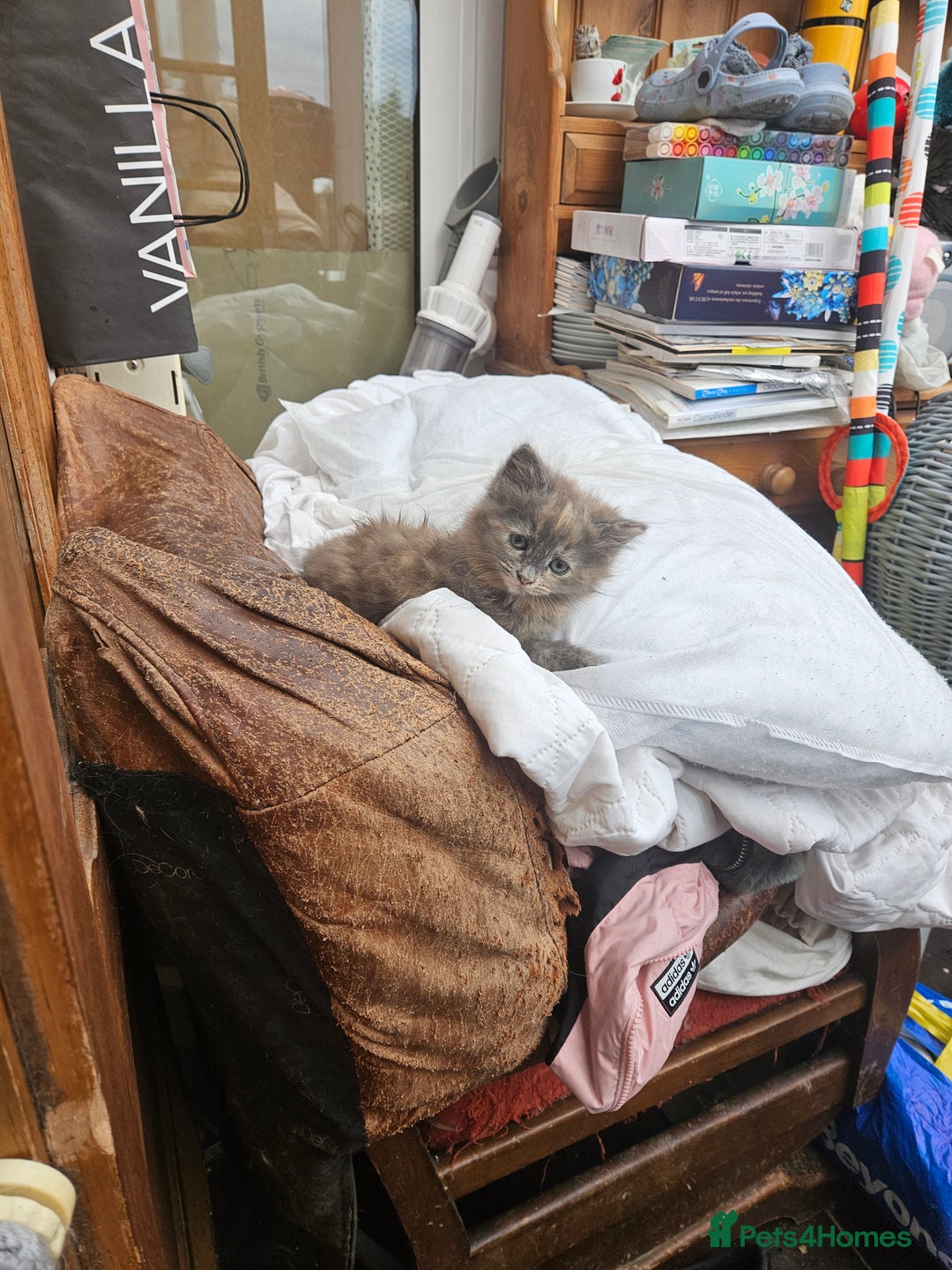 Mixed Breed cats for sale: Female fluffy kitten for sale  - Image 4