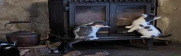 Mixed Breed cats for sale: Beautiful Fluffy kittens. Quarter Ragdoll  - Advert 9