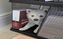 Pomsky dogs for sale: Pomsky F3 - Image 3