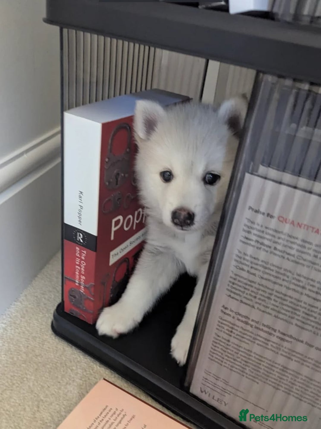 Pomsky dogs for sale: Pomsky F3 - Image 3