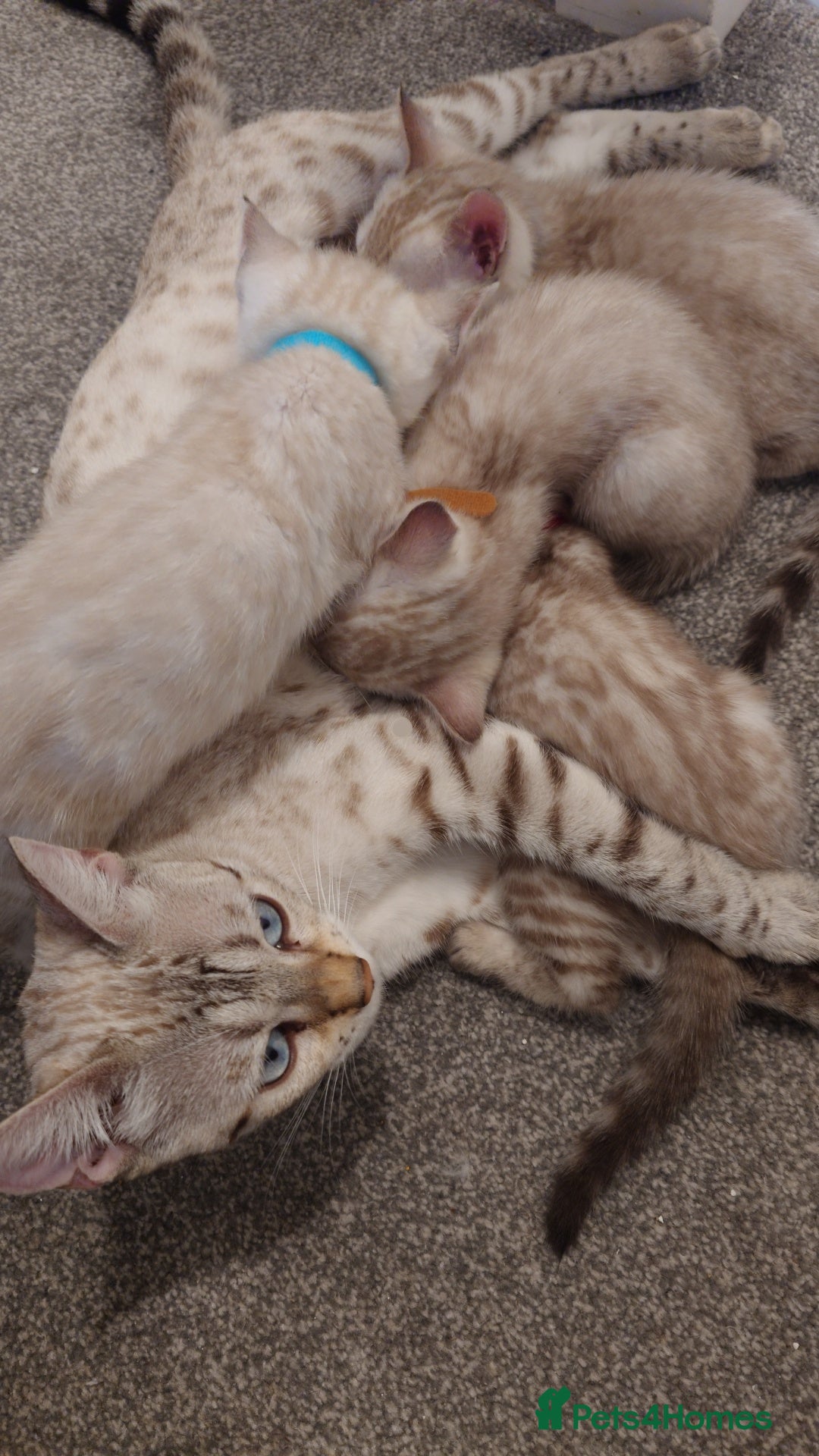 Bengal cats for sale: Platinum snow/minx leopard Bengal  - Image 8