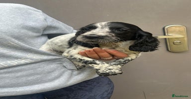 Cocker Spaniel dogs - Advert 4