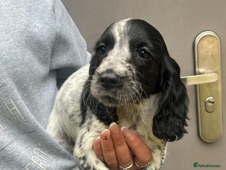 Cocker Spaniel dogs - Advert 1