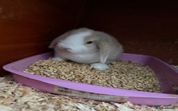 Mini Lop rabbits for sale: Beautiful mini lops  - Image 1