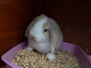Mini Lop rabbits - Advert 14