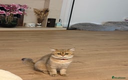 British Shorthair cats for sale: Beloved Simba needs a new home  - Image 5