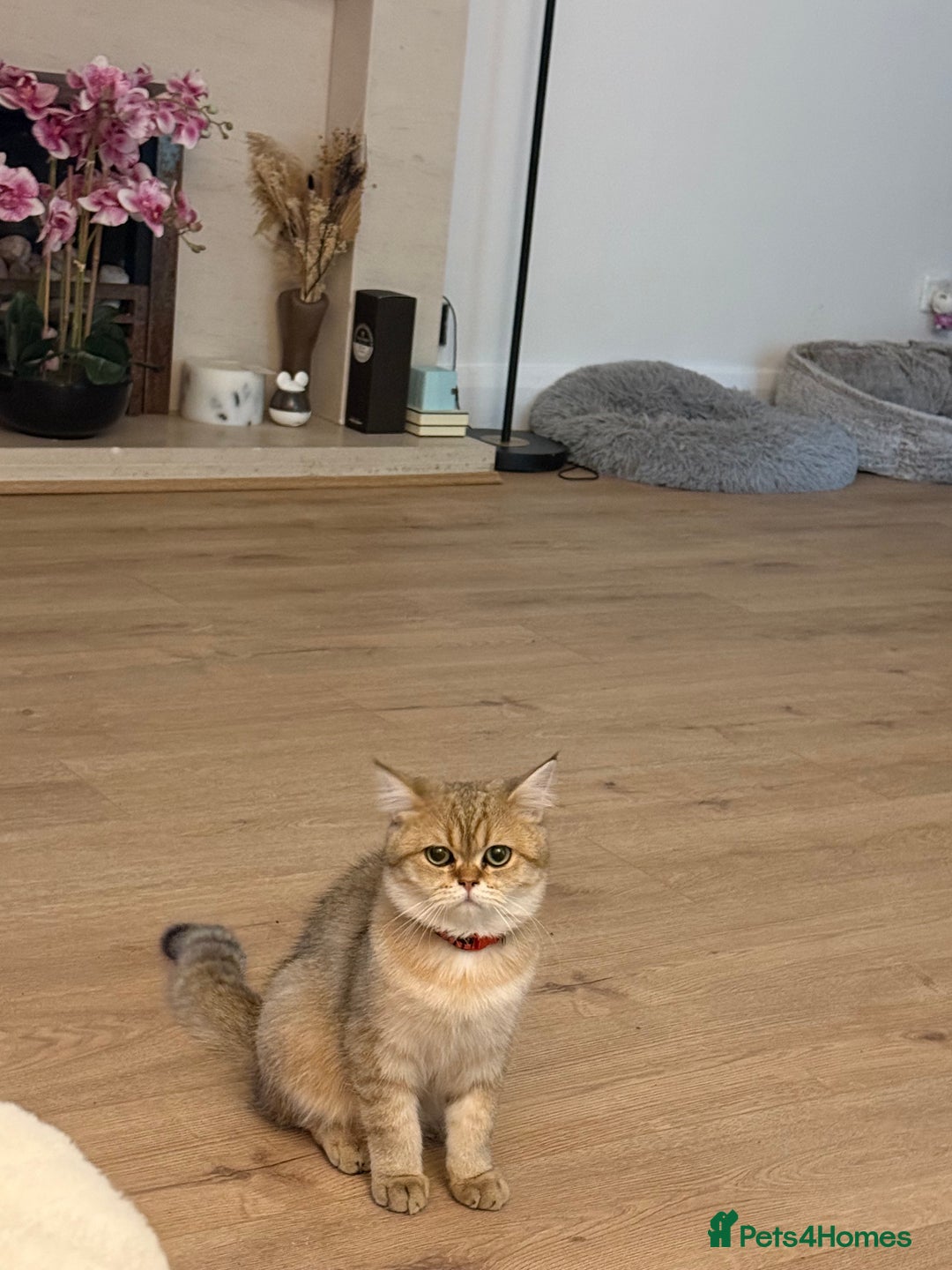 British Shorthair cats for sale: Beloved Simba needs a new home  - Image 5