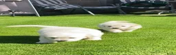 Golden Retriever dogs for sale: Kc golden retrievers  - Advert 23