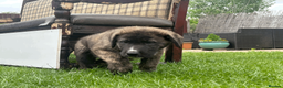 Mixed Breed dogs for sale: Dane Shepherd Puppies in Leamington Spa - Advert 4