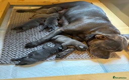 Staffordshire Bull Terrier dogs for sale: Lovely kc reg Staffordshire bull terrier puppies  - Image 38